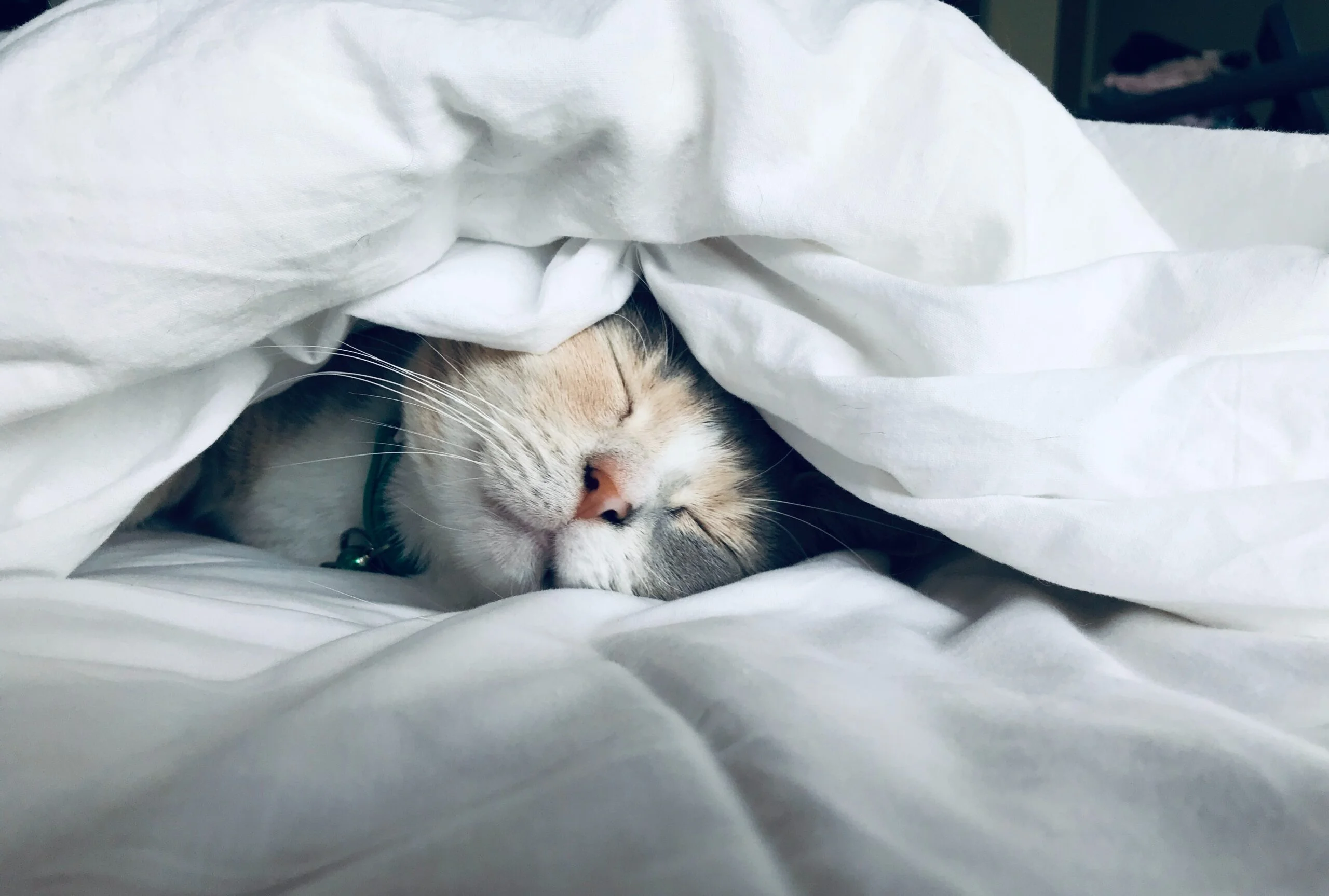 image-1697667129 | Chill & Thrive | Chill & Thrive cat sleeping in bed