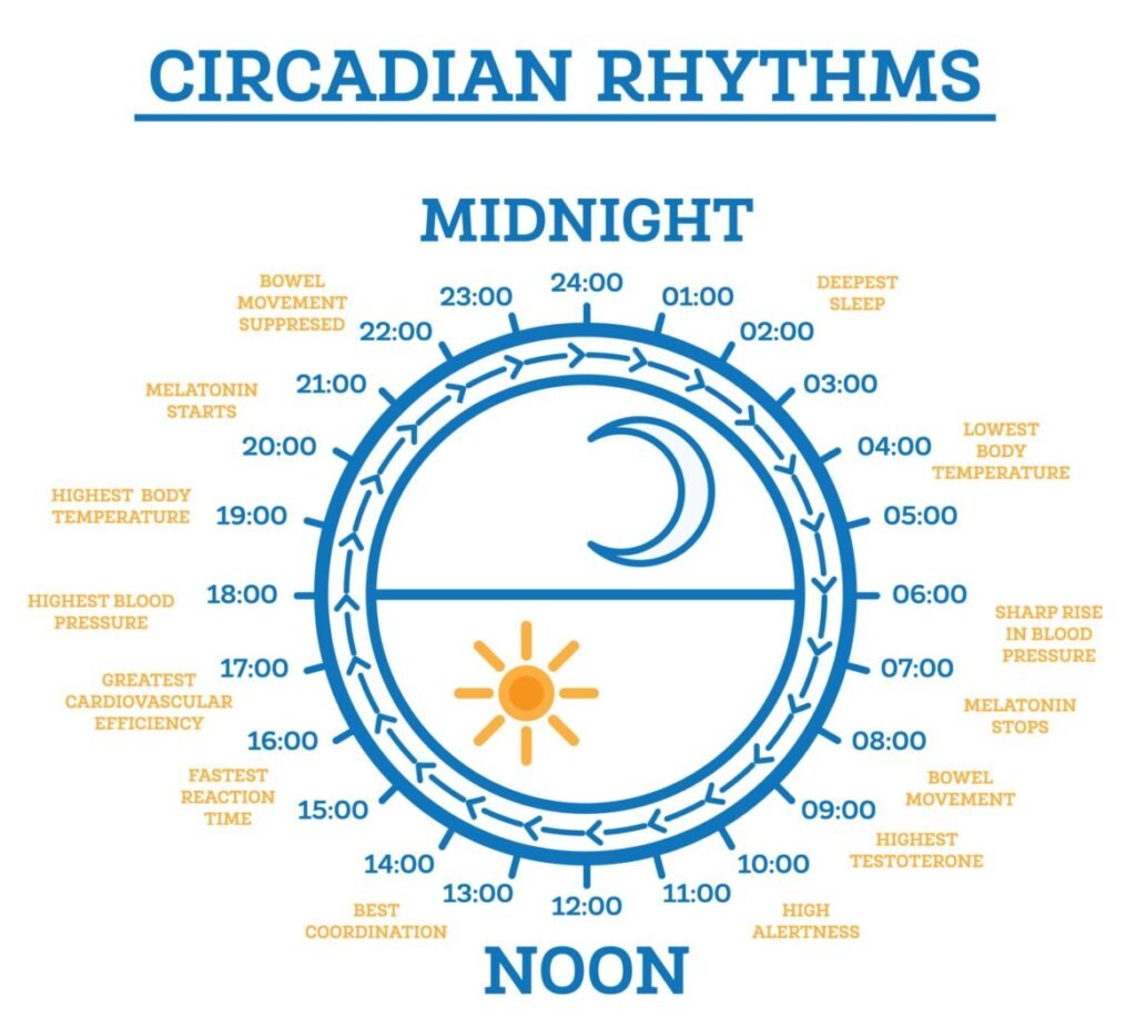 | Chill & Thrive Circadian Rhythm