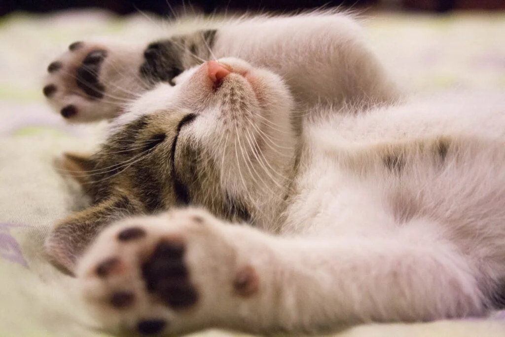 | Chill & Thrive sleeping position matters