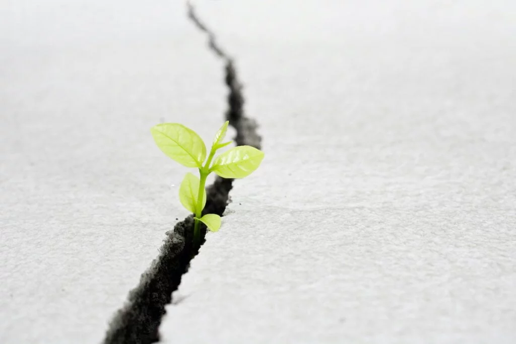 | Chill & Thrive Beautiful small tree plant grow on cracked street  beginning of a imposter syndrome